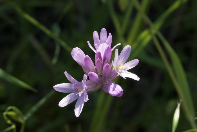 Dichelostemma congestum, photographed by Arvel Hernandez