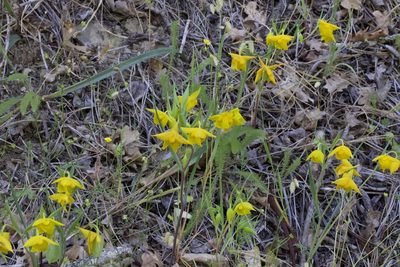 Calochortus amabilis, photographed by Arvel Hernandez