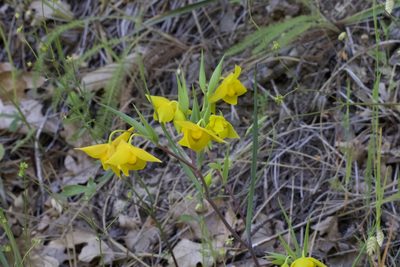 Calochortus amabilis, photographed by Arvel Hernandez