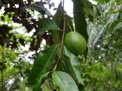 Psidium friedrichsthalianum, photographed by Alexis López Hernández