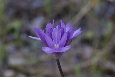 Dichelostemma congestum, photographed by Arvel Hernandez