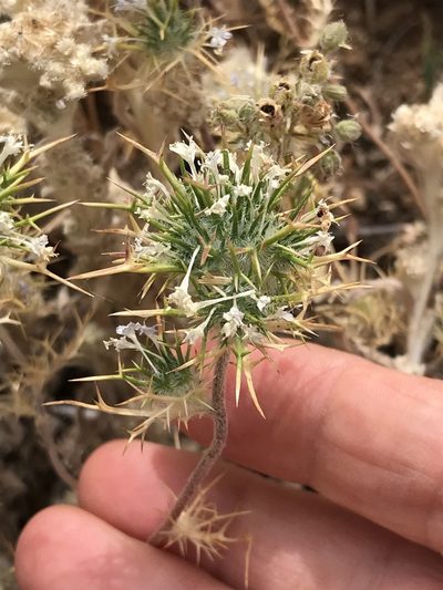 Navarretia intertexta, photographed by LJ Moore-McClelland