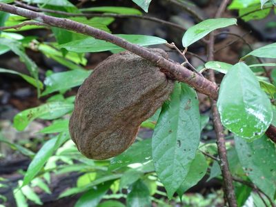 Theobroma angustifolium, photographed by Alexis López Hernández