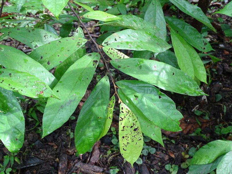 Theobroma angustifolium, photographed by Alexis López Hernández