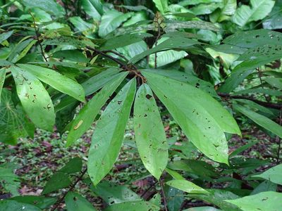 Theobroma angustifolium, photographed by Alexis López Hernández