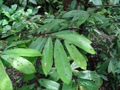 Theobroma angustifolium, photographed by Alexis López Hernández