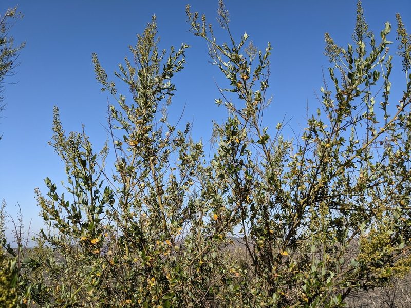 Ceanothus cyaneus, photographed by sdash