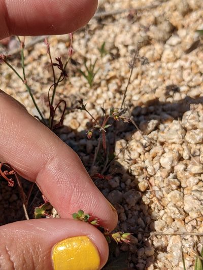 Sidotheca trilobata, photographed by sdash