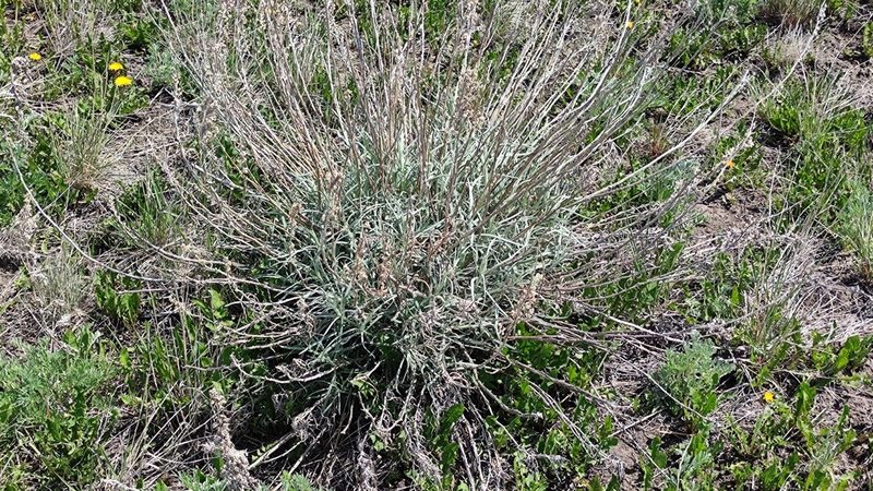 Artemisia longifolia, photographed by Robin Holm