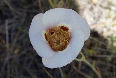 Calochortus vestae, photographed by Arvel Hernandez