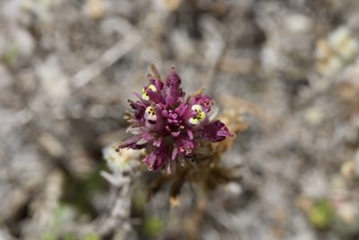 Castilleja densiflora, photographed by Arvel Hernandez