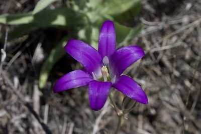 Brodiaea elegans, photographed by Arvel Hernandez