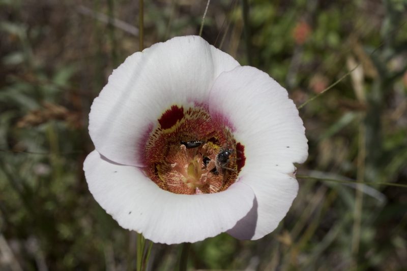 Calochortus vestae, photographed by Arvel Hernandez