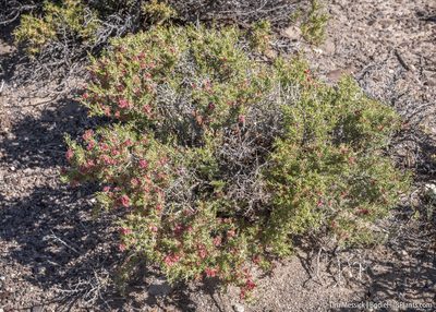 Sarcobatus baileyi, photographed by Tim Messick