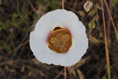Calochortus vestae, photographed by Arvel Hernandez