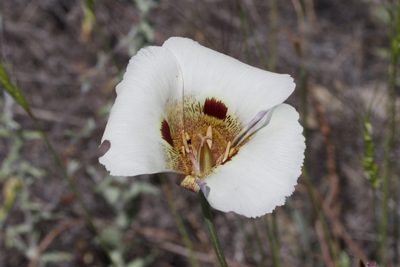 Calochortus vestae, photographed by Arvel Hernandez