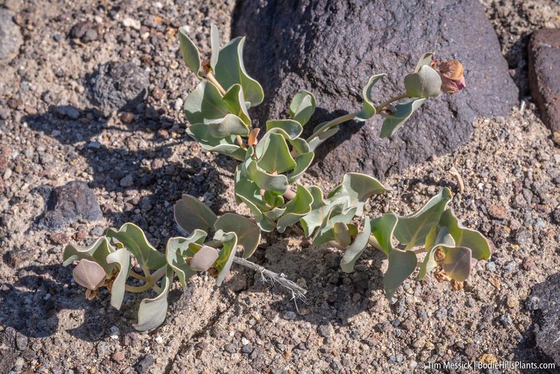 Mirabilis alipes, photographed by Tim Messick