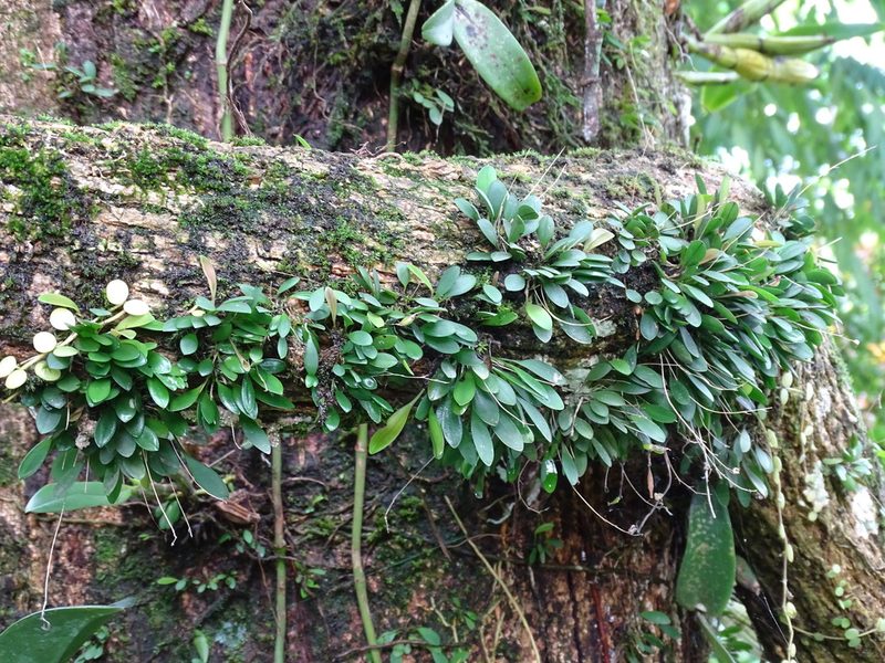 Specklinia picta, photographed by Alexis López Hernández
