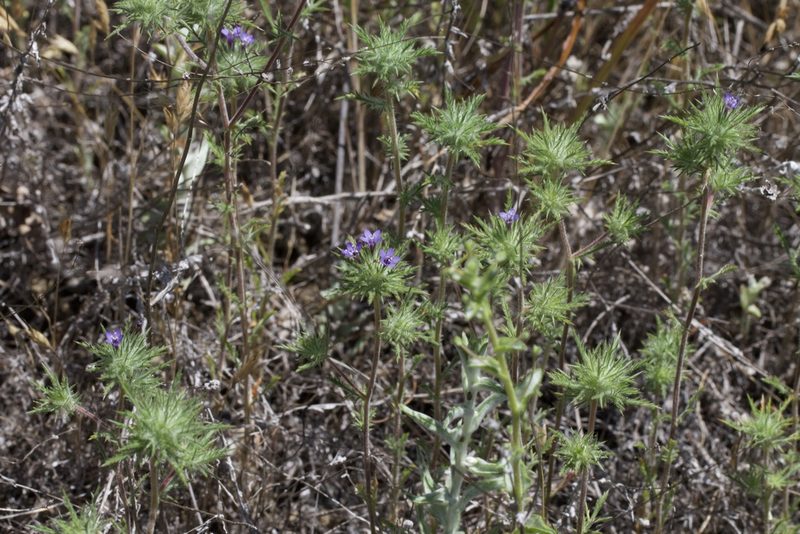 Navarretia pubescens, photographed by Arvel Hernandez