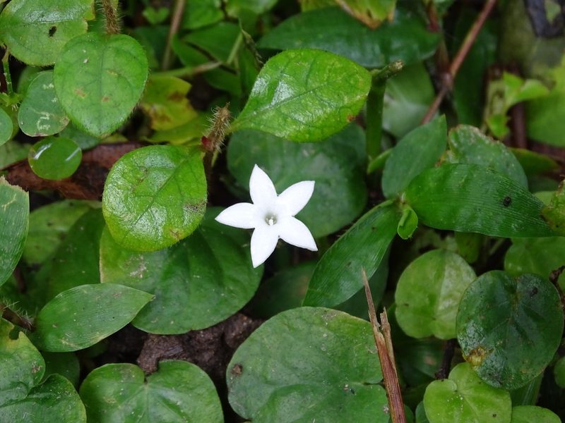 Geophila repens, photographed by Alexis López Hernández