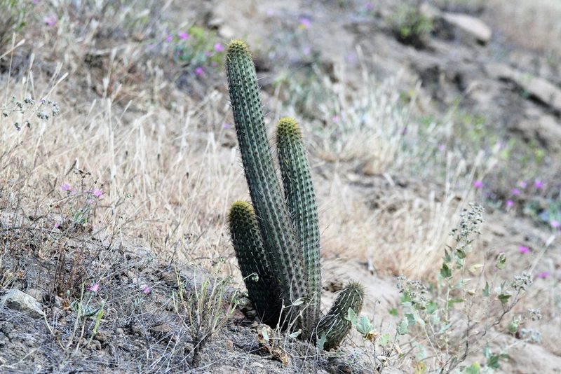 Haageocereus acranthus, photographed by capacoscar