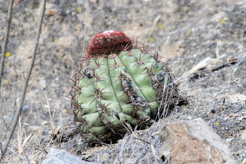 Melocactus peruvianus, photographed by capacoscar