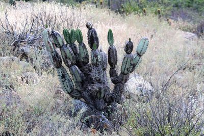 Armatocereus matucanensis, photographed by capacoscar