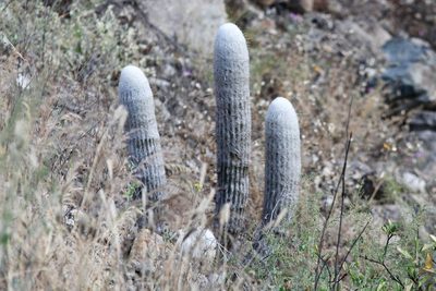 Espostoa melanostele, photographed by capacoscar