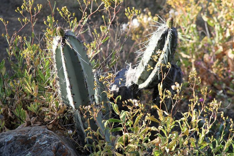 Armatocereus matucanensis, photographed by capacoscar