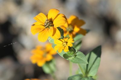 Zinnia peruviana, photographed by capacoscar