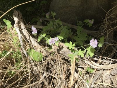 Phacelia cicutaria, photographed by Amanda Fisher