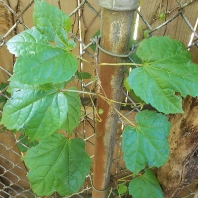 Parthenocissus tricuspidata, photographed by Jack