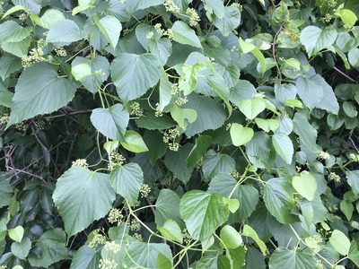 Ampelopsis cordata, photographed by Raven Dandridge