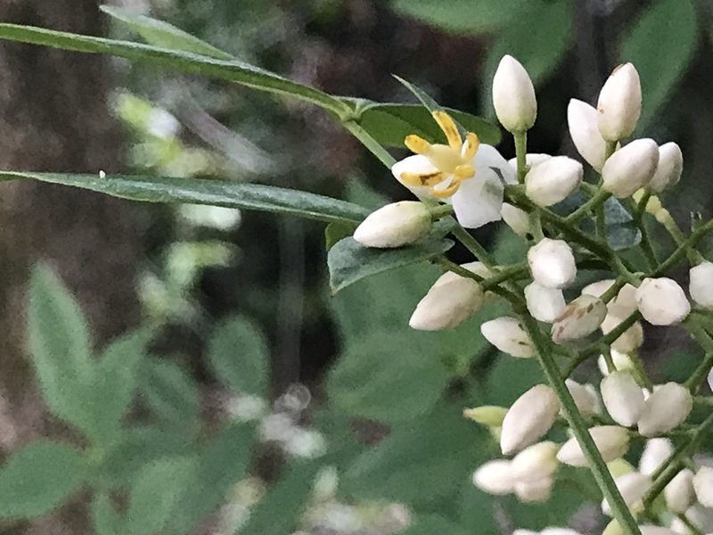 Nandina domestica, photographed by Raven Dandridge