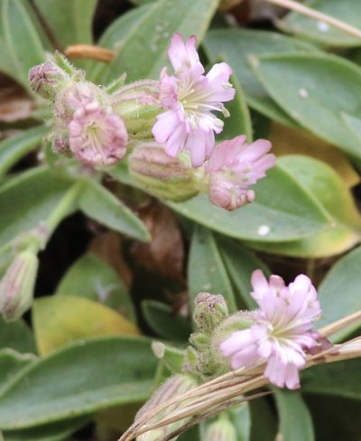 Silene verecunda, photographed by Cricket Raspet