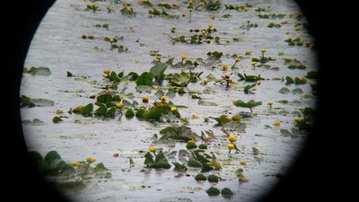 Nuphar polysepala, photographed by user12