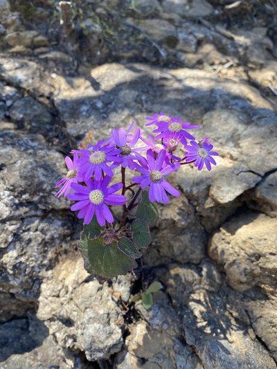 Pericallis echinata, photographed by Asher P Higgins