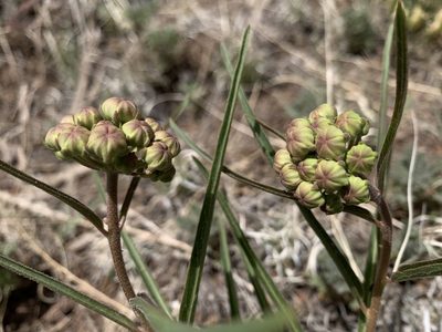Asclepias asperula, photographed by mark-groeneveld