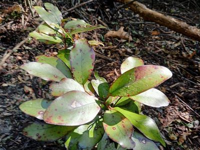Pseudowintera colorata, photographed by John Barkla