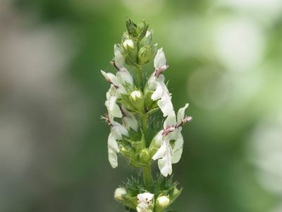 Stachys recta, photographed by Michael Knapp