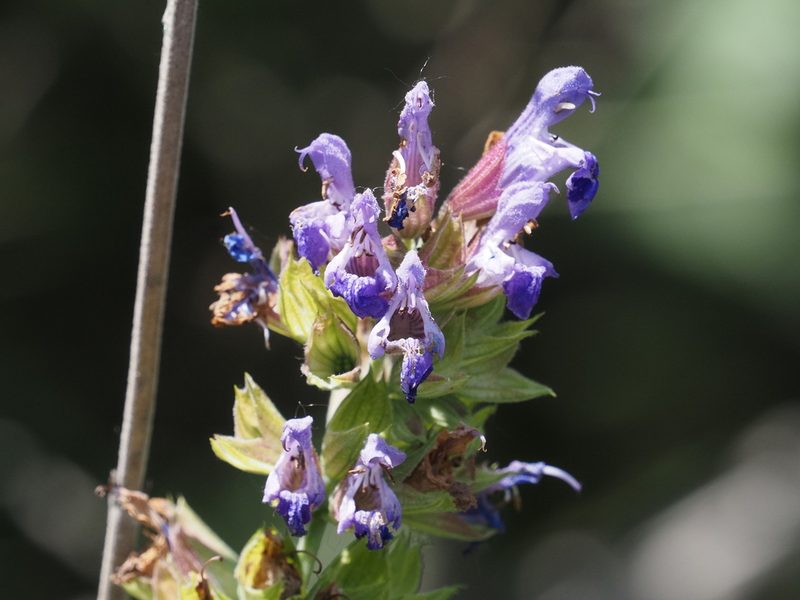 Salvia officinalis, photographed by Michael Knapp