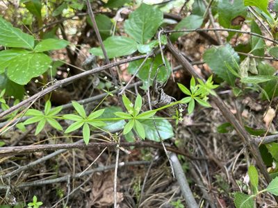 Galium triflorum, photographed by Justin Felder