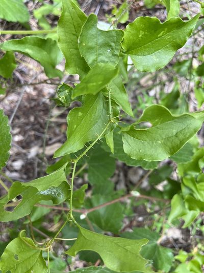 Smilax californica, photographed by Justin Felder