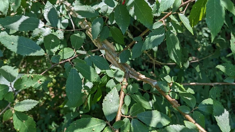Ulmus alata, photographed by Joseph Aubert