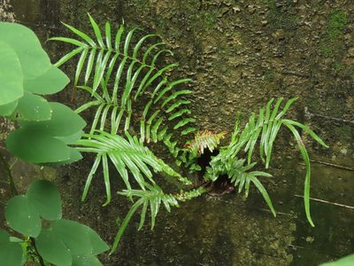 Pteris vittata, photographed by chiuluan