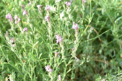 Silene gallica, photographed by Jacqueline Jeanne