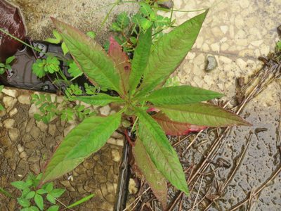 Celosia argentea