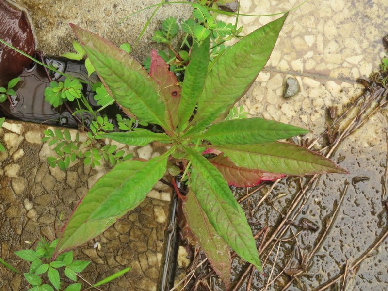 Celosia argentea, photographed by chiuluan
