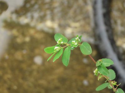 Euphorbia hypericifolia, photographed by chiuluan