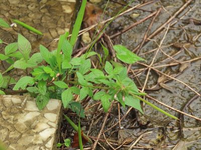 Cleome rutidosperma, photographed by chiuluan